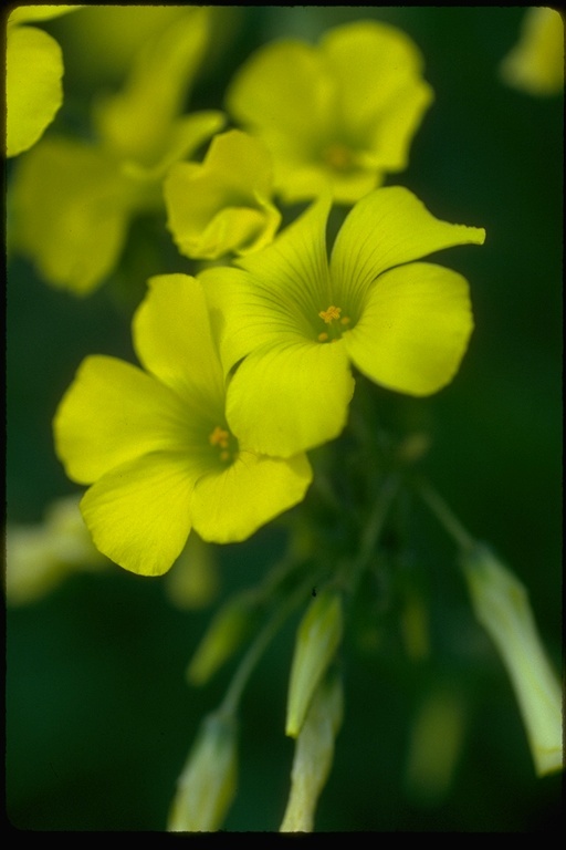 Oxalis pes-caprae L. resmi