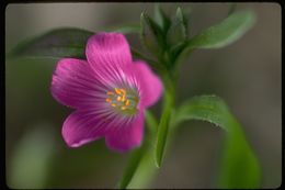 Plancia ëd Calandrinia ciliata (Ruiz & Pavon) DC.