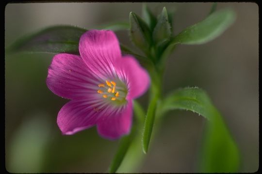 Image of fringed redmaids