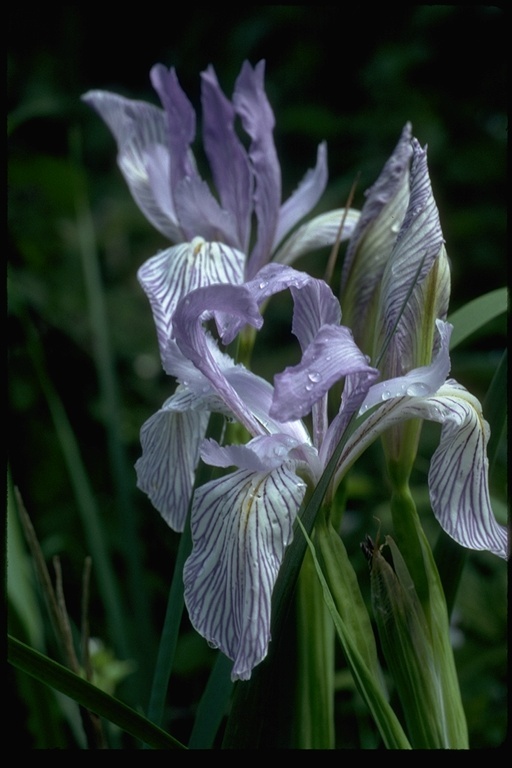 Plancia ëd Iris longipetala Herb.