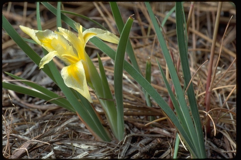 Image of rainbow iris