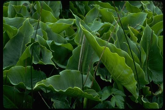 Image of Arum lily