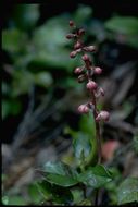 Image de Pyrola asarifolia Michx.