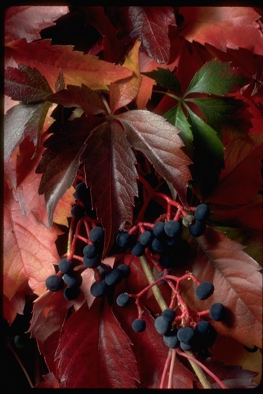 Image of <i>Parthenocissus inserta</i>