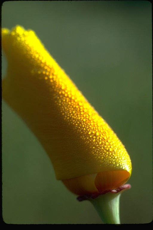 Imagem de Eschscholzia californica Cham.