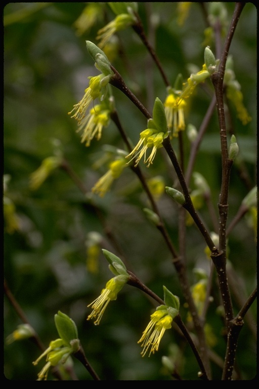 Sivun Dirca occidentalis A. Gray kuva