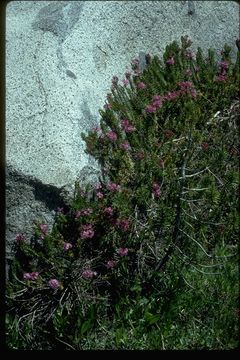 Image of purple mountainheath