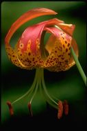 Lilium pardalinum Kellogg resmi