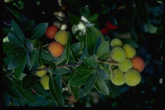 Image of strawberry tree