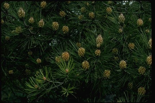 Image of Cedros Island Pine