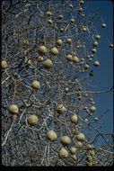 Imagem de Aesculus californica (Spach) Nutt.