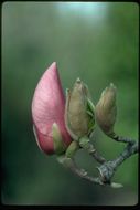 <i>Magnolia</i> × <i>soulangeana</i>的圖片