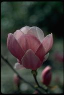 <i>Magnolia</i> × <i>soulangeana</i>的圖片