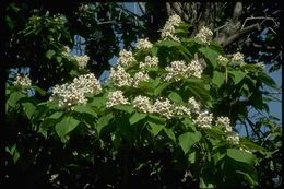 Image of southern catalpa