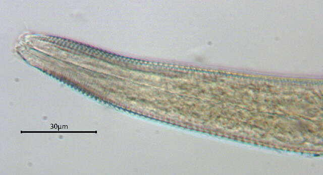 صورة Neochromadora Micoletzky 1924