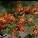 Image of <i>Fremontodendron californicum</i> ssp. <i>decumbens</i>