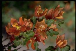 Image of <i>Fremontodendron californicum</i> ssp. <i>decumbens</i>