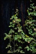 Image of Pacific poison oak