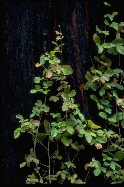 Image of Pacific poison oak