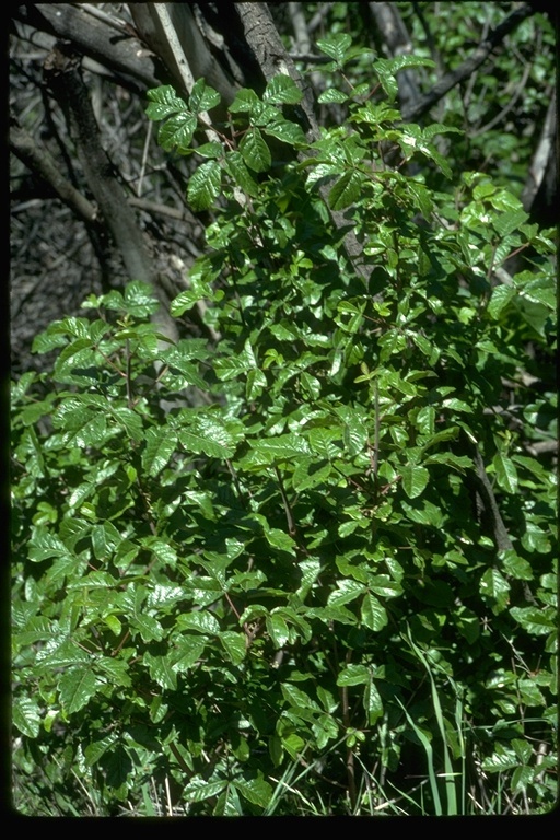 Image of Pacific poison oak