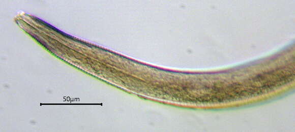 Image of Hypodontolaiminae De Coninck 1965