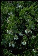 Image of <i>Arctostaphylos montana</i> ssp. <i>ravenii</i>