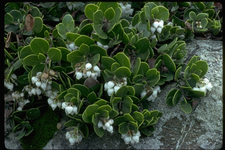 Image of <i>Arctostaphylos montana</i> ssp. <i>ravenii</i>