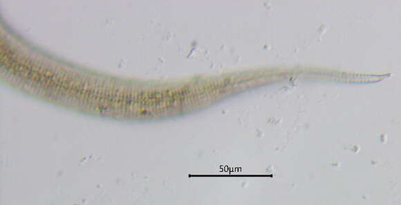 Imagem de Hypodontolaiminae De Coninck 1965