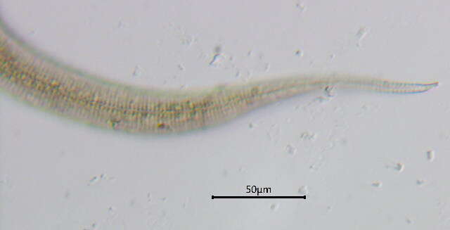 صورة Neochromadora Micoletzky 1924