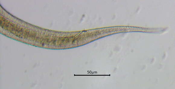 Image of Hypodontolaiminae De Coninck 1965