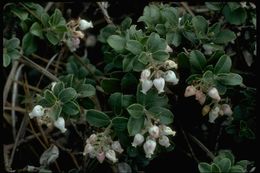 Sivun Arctostaphylos edmundsii Howell kuva