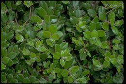 Sivun Arctostaphylos edmundsii Howell kuva