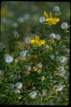 Image of creosote bush