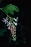 Image de Groseillier à fleurs