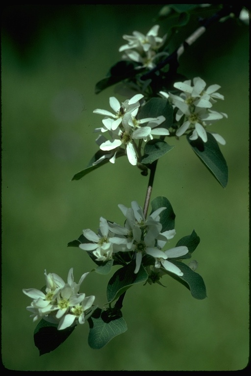 Image of Saskatoon serviceberry