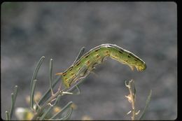 Image of White-lined Sphinx