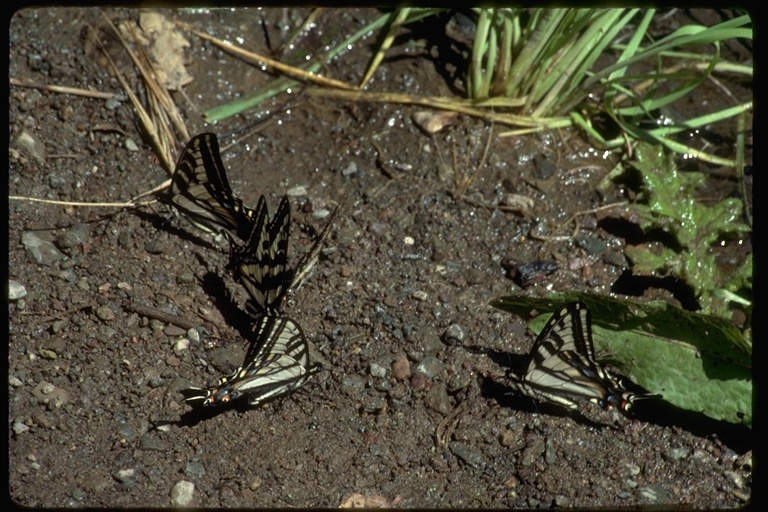 Image of Western Tiger Swallowtail