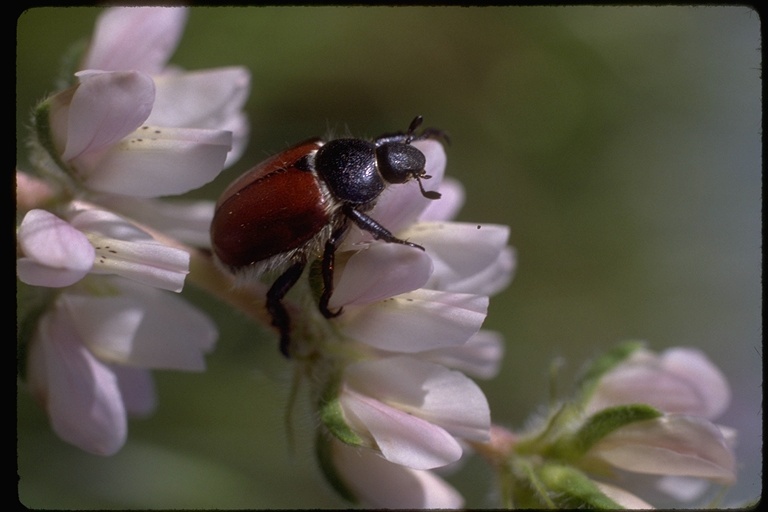 Image of scarab beetles