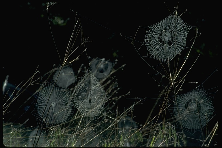 Image of orb weavers