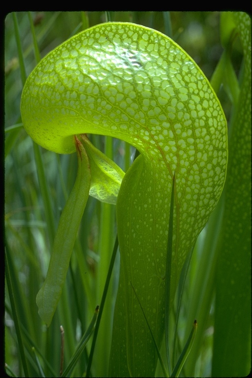 Image of California pitcherplant