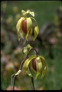 Image of California pitcherplant