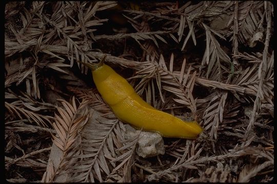 Image of banana slug