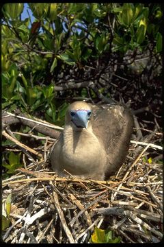 Image of Red-footed Booby