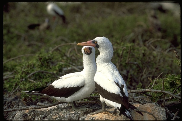 Image of Nazca Booby