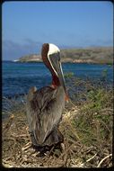 Image of Pelecanus occidentalis urinator Wetmore 1945