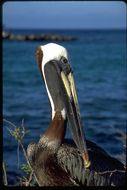 Image of Pelecanus occidentalis urinator Wetmore 1945