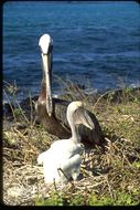 Image of Pelecanus occidentalis urinator Wetmore 1945