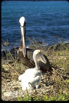 Image of Pelecanus occidentalis urinator Wetmore 1945