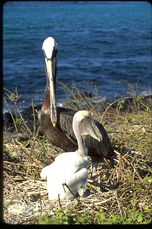 Image of Pelecanus occidentalis urinator Wetmore 1945