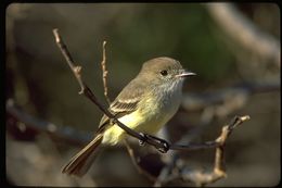 Image of Galapagos Flycatcher
